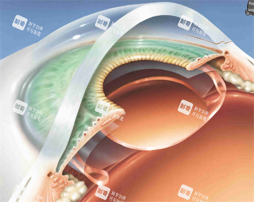 斜切面看角膜构成 斜切面看角膜构成