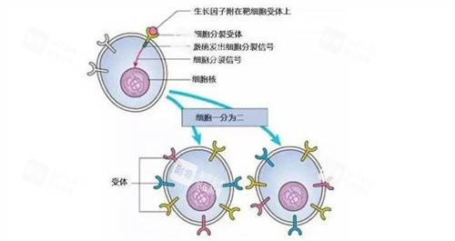 生长因子分子结构示意图