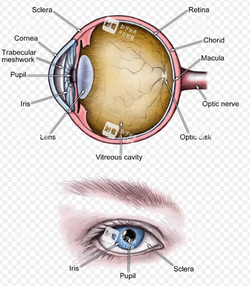 白内障眼睛晶体