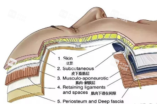 面部皮肤层次图 面部皮肤层次图