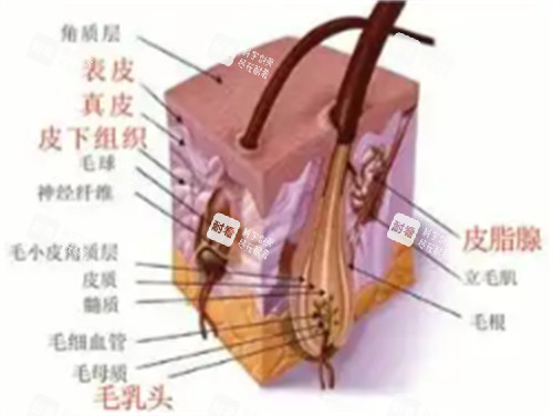 皮肤层次有哪些 皮肤层次有哪些
