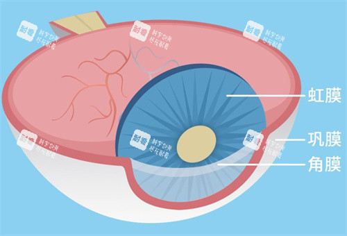 巩膜位置示意图