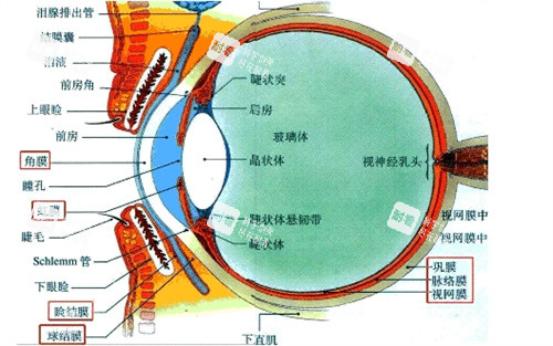眼部结构示意图
