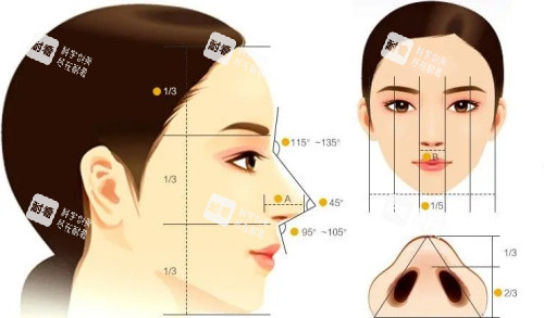 鼻子结构示意图