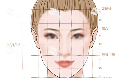 标准面部的比例展示