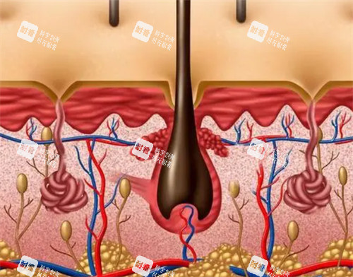 毛囊的生长情况