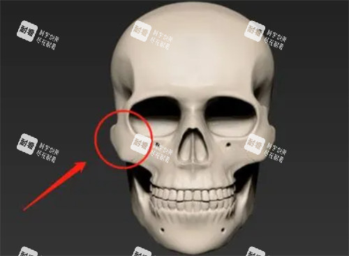面部骨骼细节图