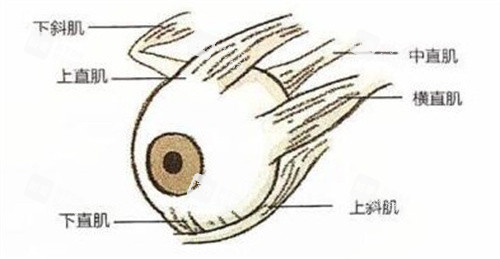 眼球的肌肉分布