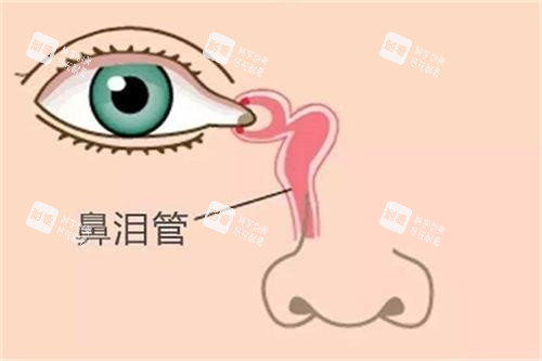 鼻泪管示意图