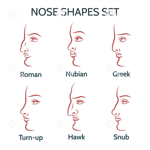 不同类型的鼻子 (2)