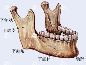 下颌角部位解剖图