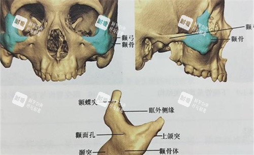 颧骨颧弓位置展示图 颧骨颧弓位置展示图