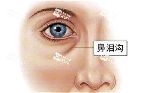 泪沟位置展示动画图 泪沟位置展示动画图