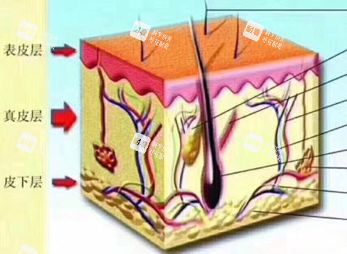皮肤层次微观示意图 皮肤层次微观示意图