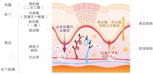 皮肤层次简介图解 皮肤层次简介图解