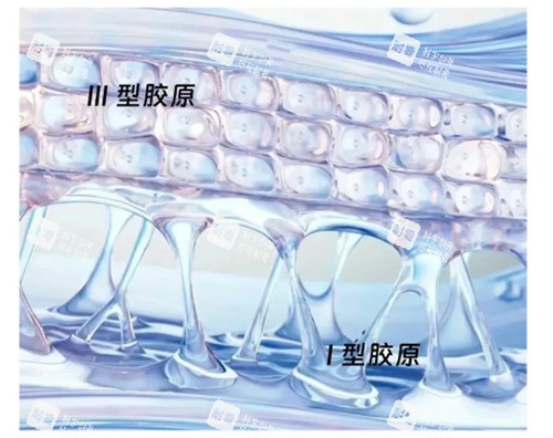 Ⅰ型胶原蛋白和Ⅲ型区别 Ⅰ型胶原蛋白和Ⅲ型区别