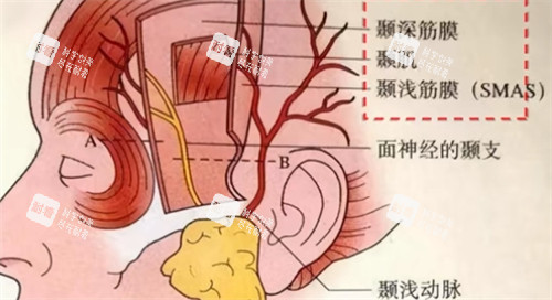 耳部构造示意图 耳部构造示意图