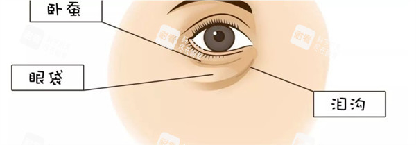眼部卧蚕眼袋泪沟位置示意图