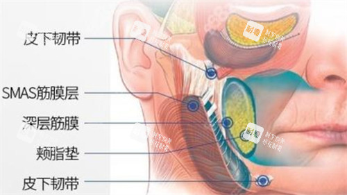 面部皮下组织分布