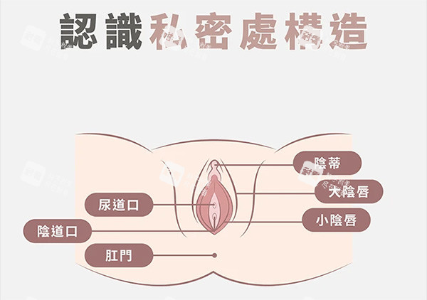女性私密结构照片 女性私密结构照片