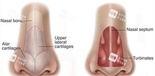 鼻部整形动画图
