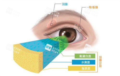 睑板腺的构造