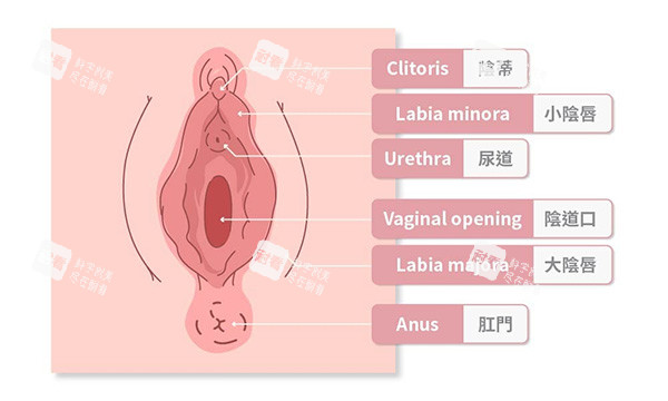 女性私密处介绍图片
