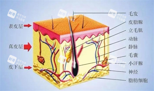 皮肤层次解析 皮肤层次解析