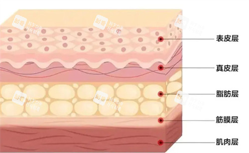 抗衰肌肤层次详解
