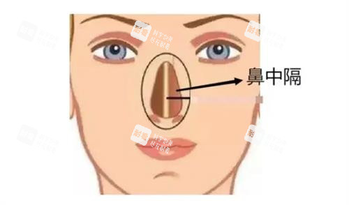 鼻中隔的位置 鼻中隔的位置