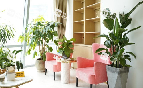 上海九慕整形绿植示意图