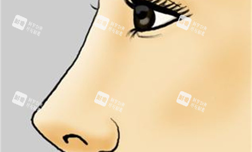 鼻子高鼻梁卡通图