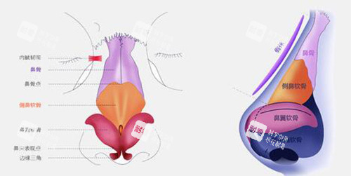 鼻子解剖图示意 鼻子解剖图示意