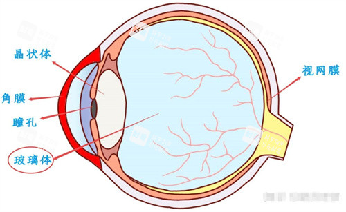 玻璃体示意图 玻璃体示意图