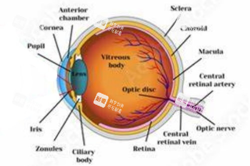 晶状体浑浊图示