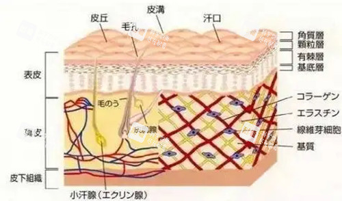 果酸焕肤皮肤层次示意图