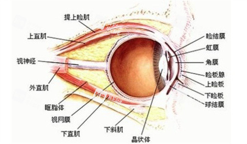 斜视手术中眼部四条直肌分布 斜视手术中眼部四条直肌分布