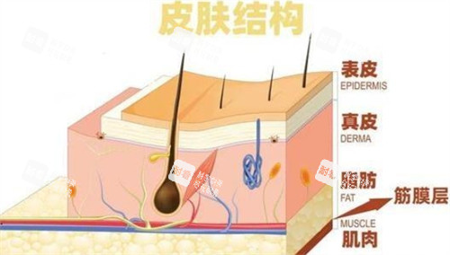 脂肪所在位置 脂肪所在位置