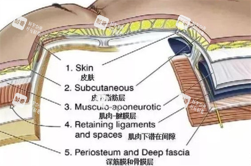 面部皮下组织层图解