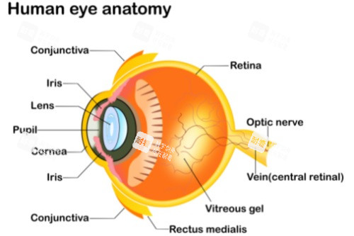 人眼解剖图