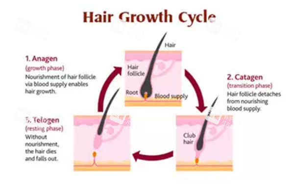 单毛囊移植过程图片