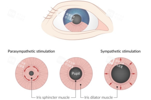 哈医大二院眼科做散瞳好吗多少钱？价格公道，一次大概100-200元！