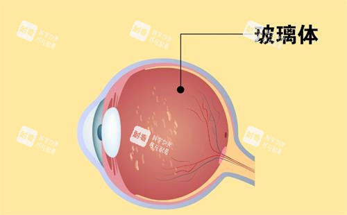 玻璃体的位置 玻璃体的位置