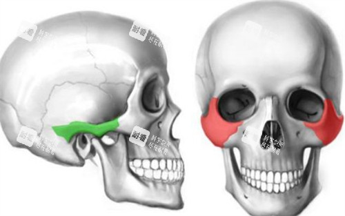 颧弓颧骨所在位置 颧弓颧骨所在位置