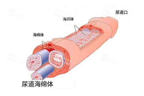 男性海绵体位置图 男性海绵体位置图