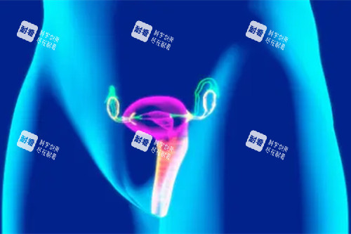 女性私处门花示意图 女性私处门花示意图