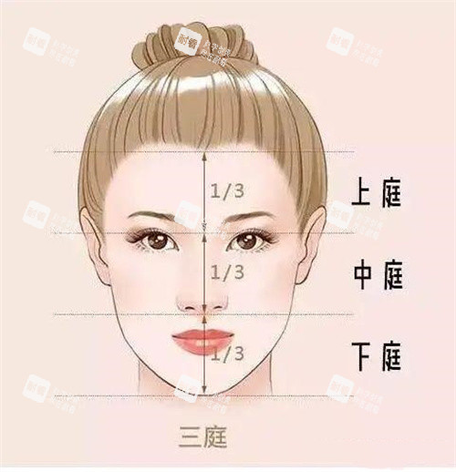 面部三庭演示动画图 面部三庭演示动画图