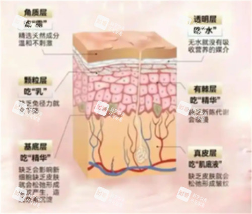 不同皮肤层次需要的营养