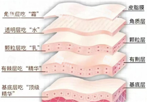 皮肤层次吸收情况