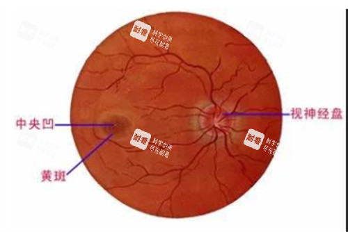眼肌麻痹位置图解